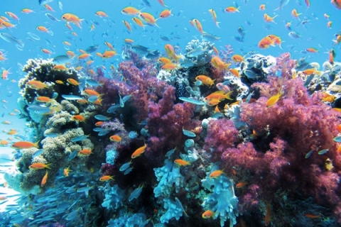 A korallzátonyok csodálatos élővilága